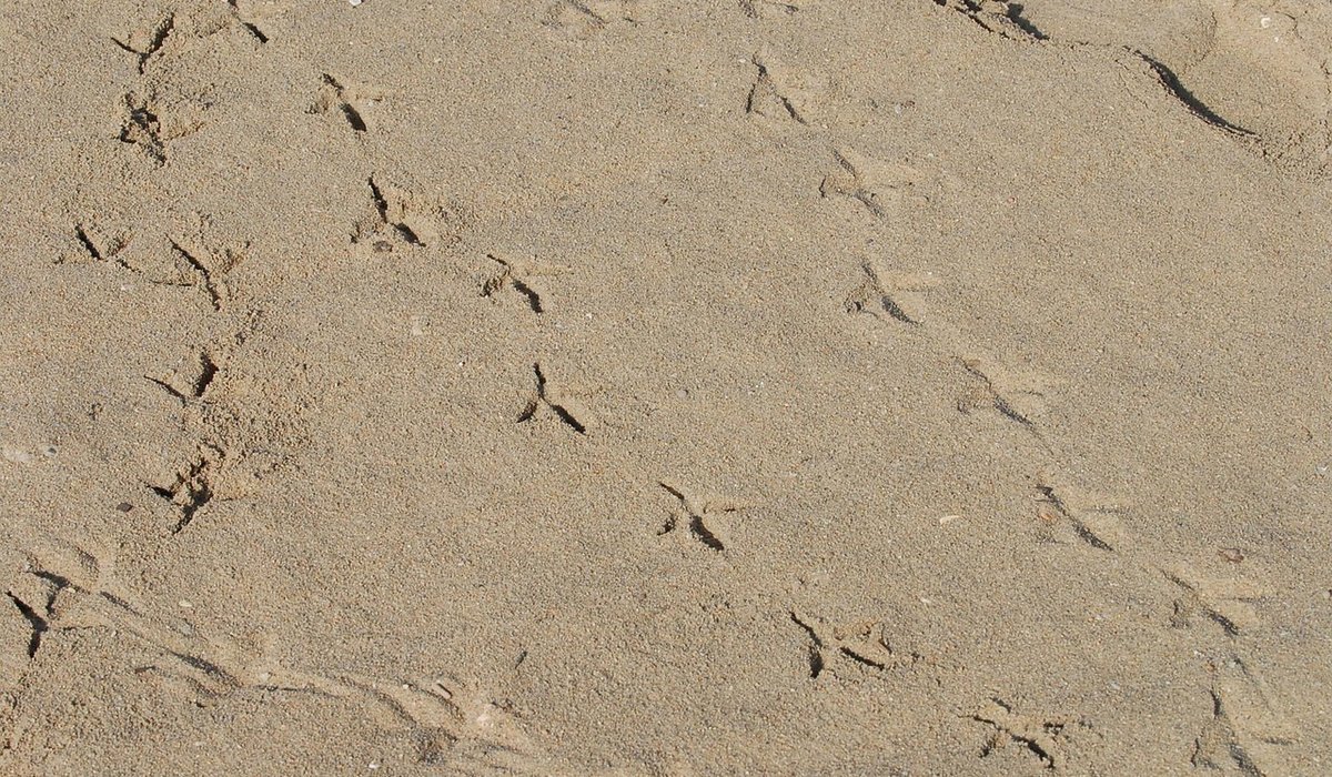 Reading Tide Tables Before You Walk the Shore